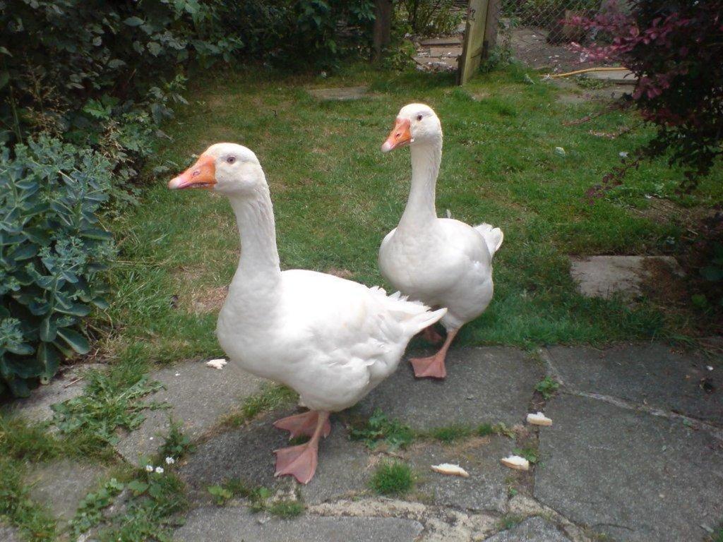 Oldlands Farm Villa Crawley  Bagian luar foto